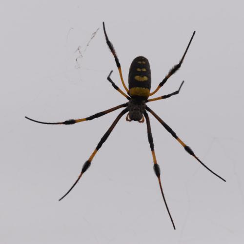 Trichonephila senegalensis